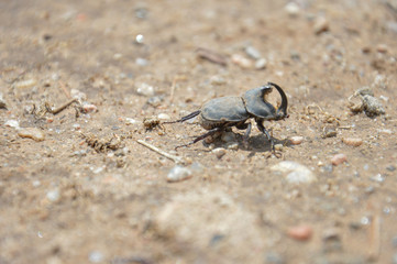 ryhno beetle 