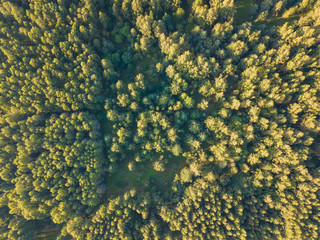 Aerial top view of the forest, texture of forest.