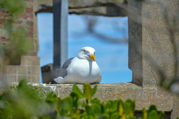 seagull 