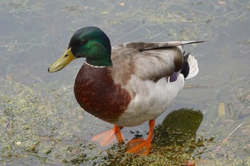 Close-up of a male mallard (Anas platyrhynchos) standing in shallow water of a lake or pond filled with vegetation.