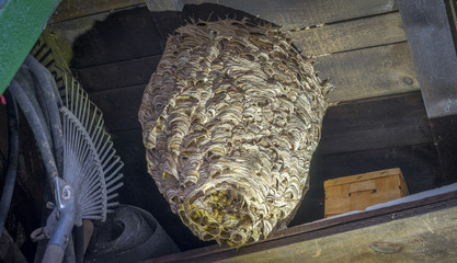 huge hornets nest  Vespa crabro, with a population of about 1000 animals
