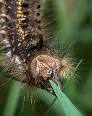 Euthrix potatoria, the drinker, an orange-brown chrysalis of moth of the family Lasiocampidae - macro - closeup
