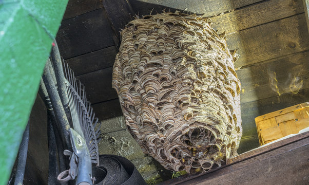 huge hornets nest  Vespa crabro, with a population of about 1000 animals