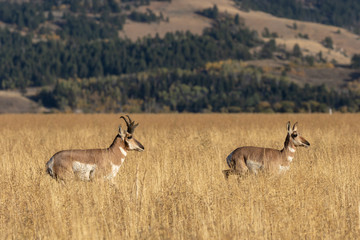 Pronghorn Antelope in the Fall Rut