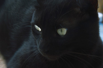 black cat staring