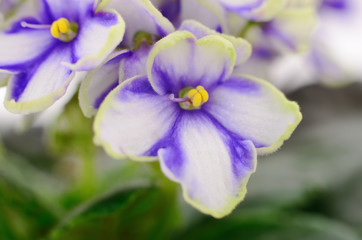 Violets beautiful flowers.