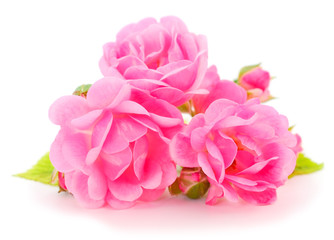 Fototapeta na wymiar Pink roses flowers.