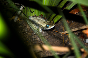 little frog