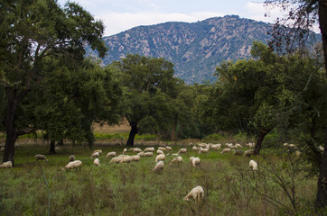 Pecore al pascolo