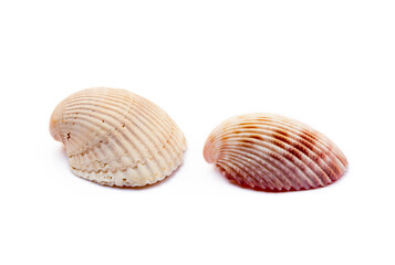 Exotic sea shells isolated on white background
