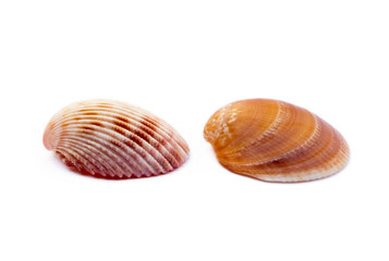 Exotic sea shells isolated on white background