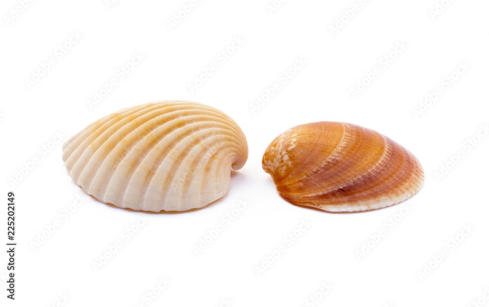 Wall mural exotic sea shells isolated on white background