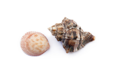 Exotic sea shells isolated on white background
