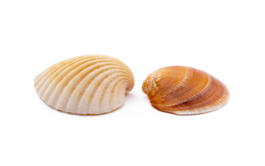 Exotic sea shells isolated on white background