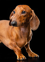 Dachshund Dog  Isolated  on Black Background in studio