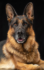 German Shepherd Dog  Isolated  on Black Background in studio