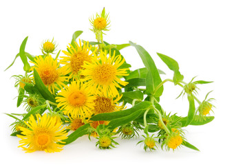 Bouquet of yellow  wildflowers.