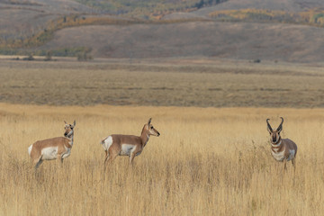 Pronghorn Antelope in the Fall Rut