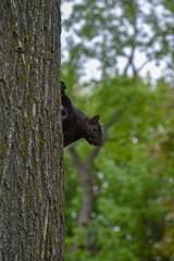 squirrel on tree