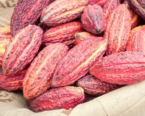 Cacao pods