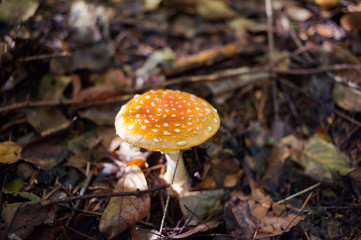 Amanita in the forest. Inedible mushroom