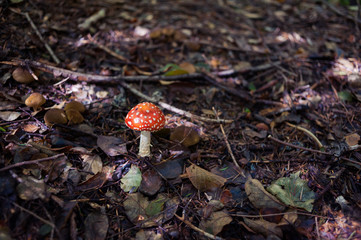 Amanita in the forest. Inedible mushroom