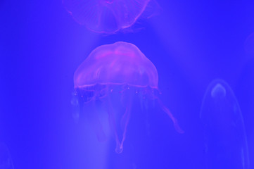 jellyfish glowing medusa