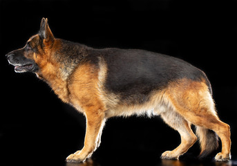 German Shepherd Dog  Isolated  on Black Background in studio