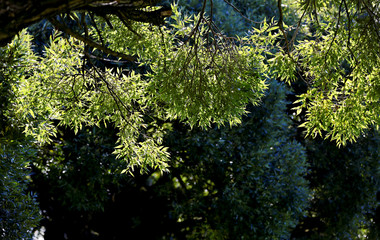 Willow foliage with beautiful autumn light 