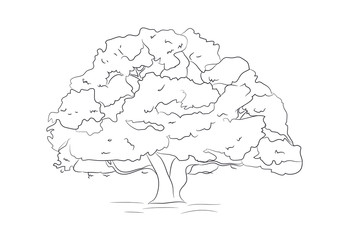 big tree drawing lines, vector