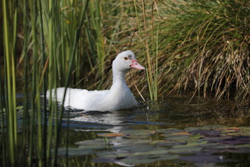 Domestic duck at pond