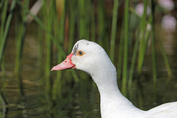 Domestic duck at pond