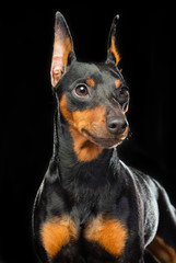 Fototapeta na wymiar Zwergpinscher Dog Isolated on Black Background in studio
