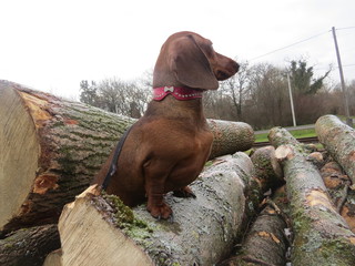 dog on wood