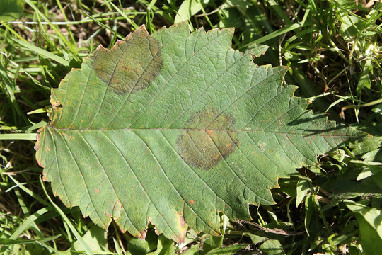 Elm mottle virus or EMoV. Chlorotic ringspot symptoms in leaf of Ulmus glabra or Wych elm infected with mosaic virus