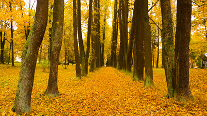 Fototapeta premium Autumn season in the city