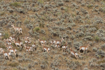 Pronghorn Antelope in the Fall Rut