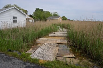 Fototapeta premium A makeshift boardwalk in a marsh on Tangier Island, Virginia, in the Chesapeake Bay. Since 1850 the island’s landmass has been reduced by 67%; the remaining landmass is expected to be lost by 2068.