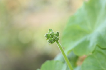 bud on flower