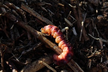 Die Raupe eines Weidenbohrers