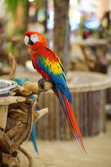 Single parrot bird stand on wooden log  in a zoo