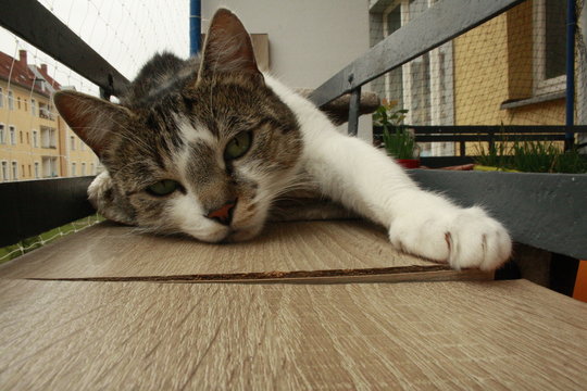 im Visir der Katze