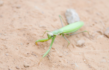 Sauterelle verte
