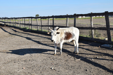 Obraz premium white brazilian cow with brown spots in the yard
