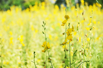 sunn hemp (crotalaria juncea or indian hemp)