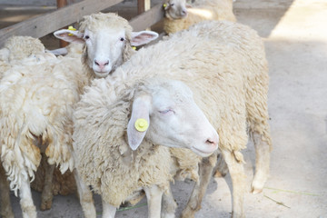 close up of sheep
