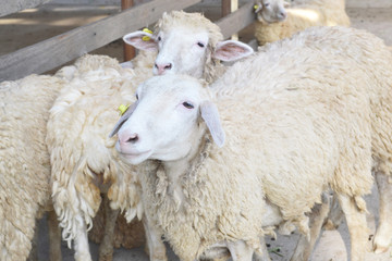 close up of sheep