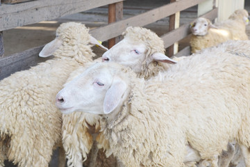 Naklejka premium close up of sheep
