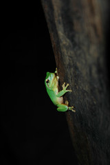 green tree frog
