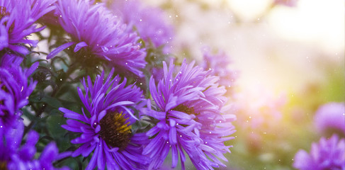 Violet flowers, autumn floral background, sunlight.